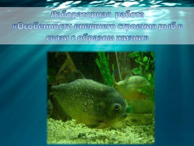 Ответы на практическую работу по природоведению 6 класс рыбки в аквариуме